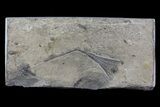 Crinoid (Ectenocrinus) Fossil - Walcott-Rust Quarry, NY #68358-1